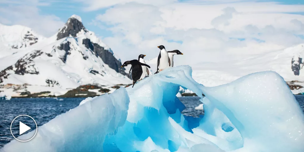 Adelie Penguins Iceberg Arch Antarctica