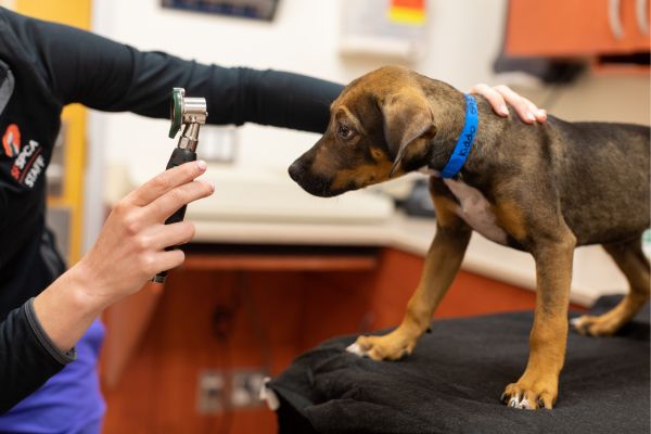 Puppy at veterinary appointment