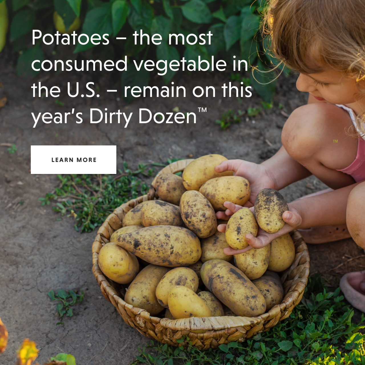 Potatoes remain on the Dirty Dozen - MORE