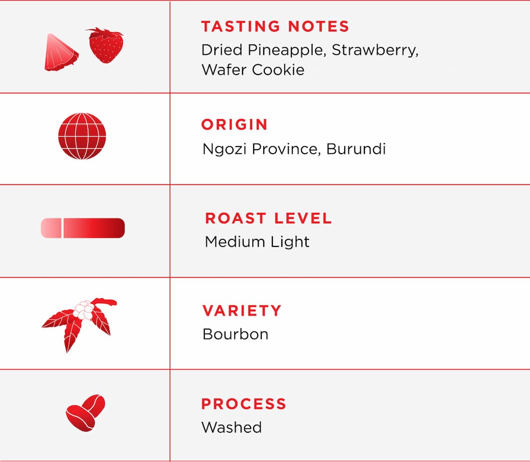 Tasting Notes: Dried Pineapple, Strawberry, Wafer Cookie | Origin: Ngozi Province, Burundi | Roast Level: Medium Light | Variety: Bourbon | Process: Washed