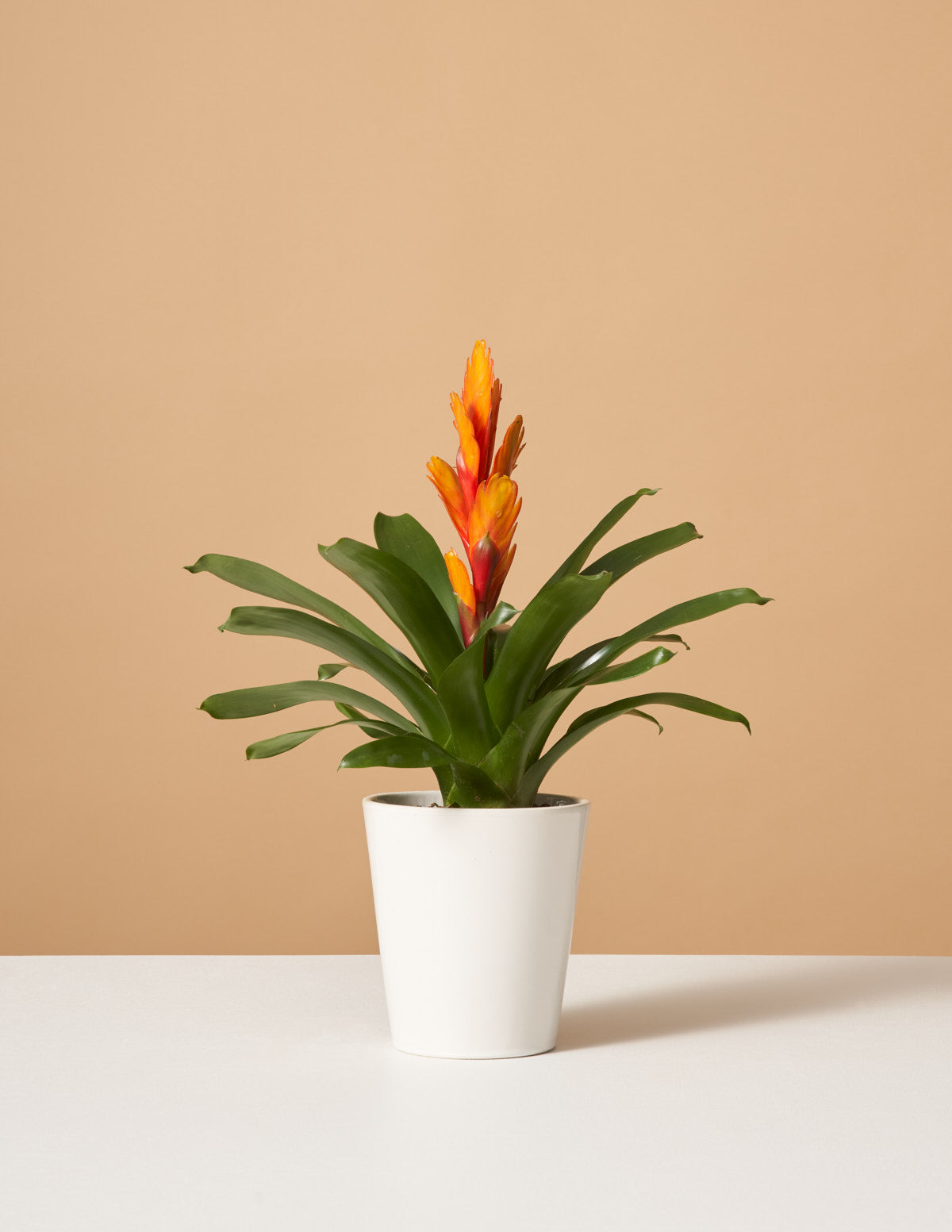Image of Bromeliad Vriesea Intenso Orange