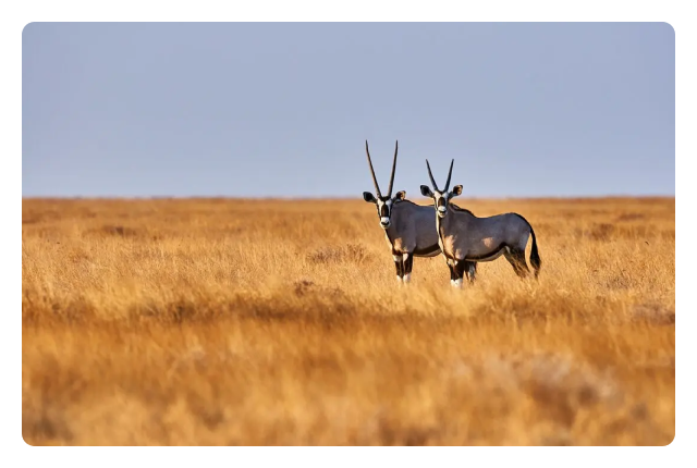 Explore the coastlines, sand dunes and wildlife-filled savannas of Namibia