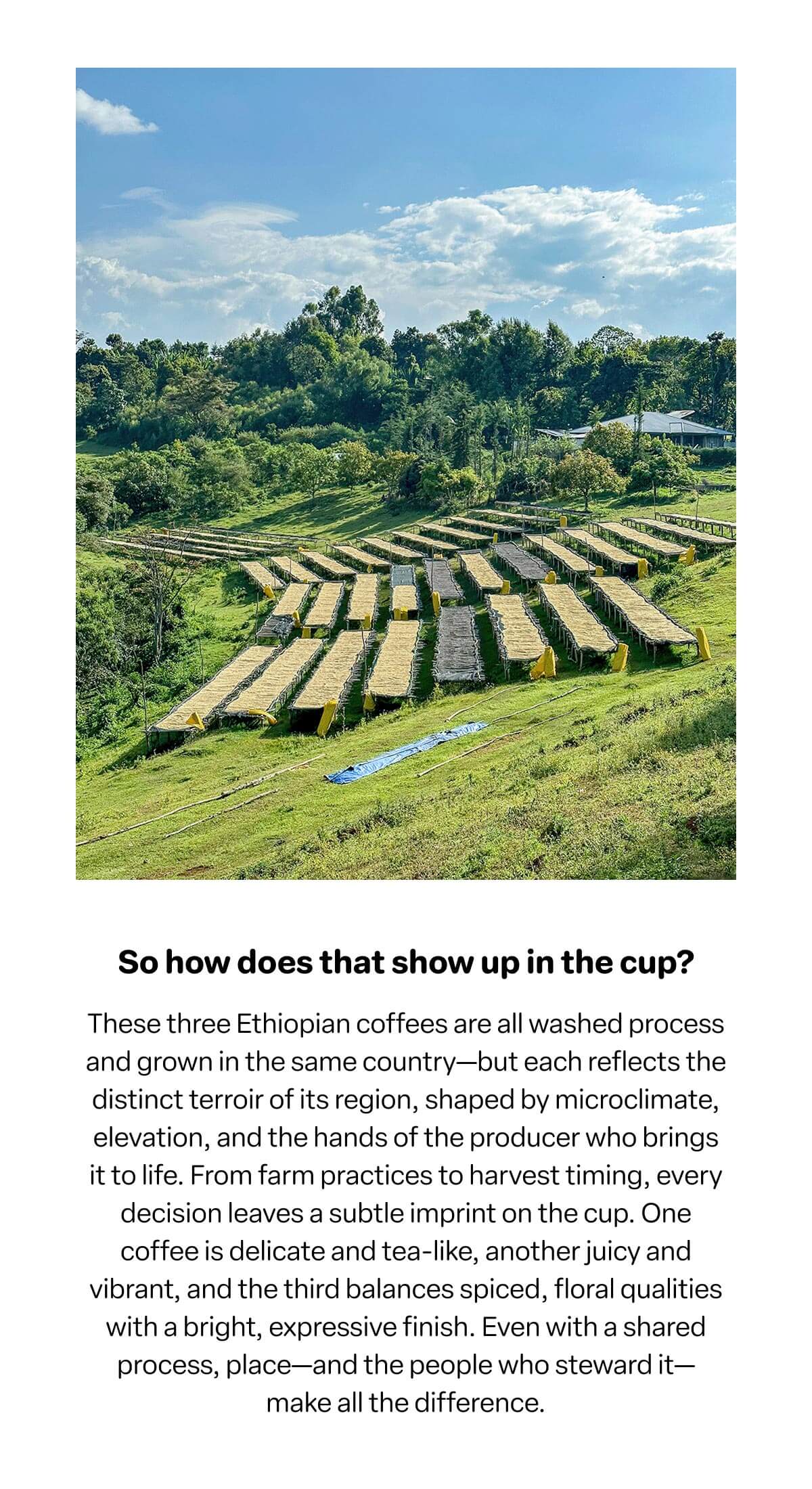 So how does that show in the cup?