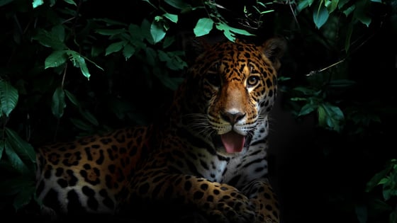 jaguar