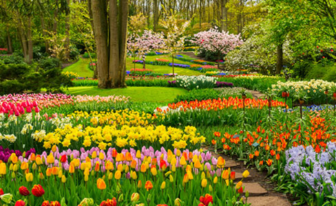 Keukenhof Gardens