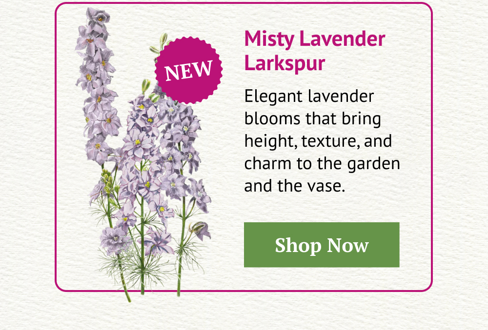 Misty Lavender Larkspur