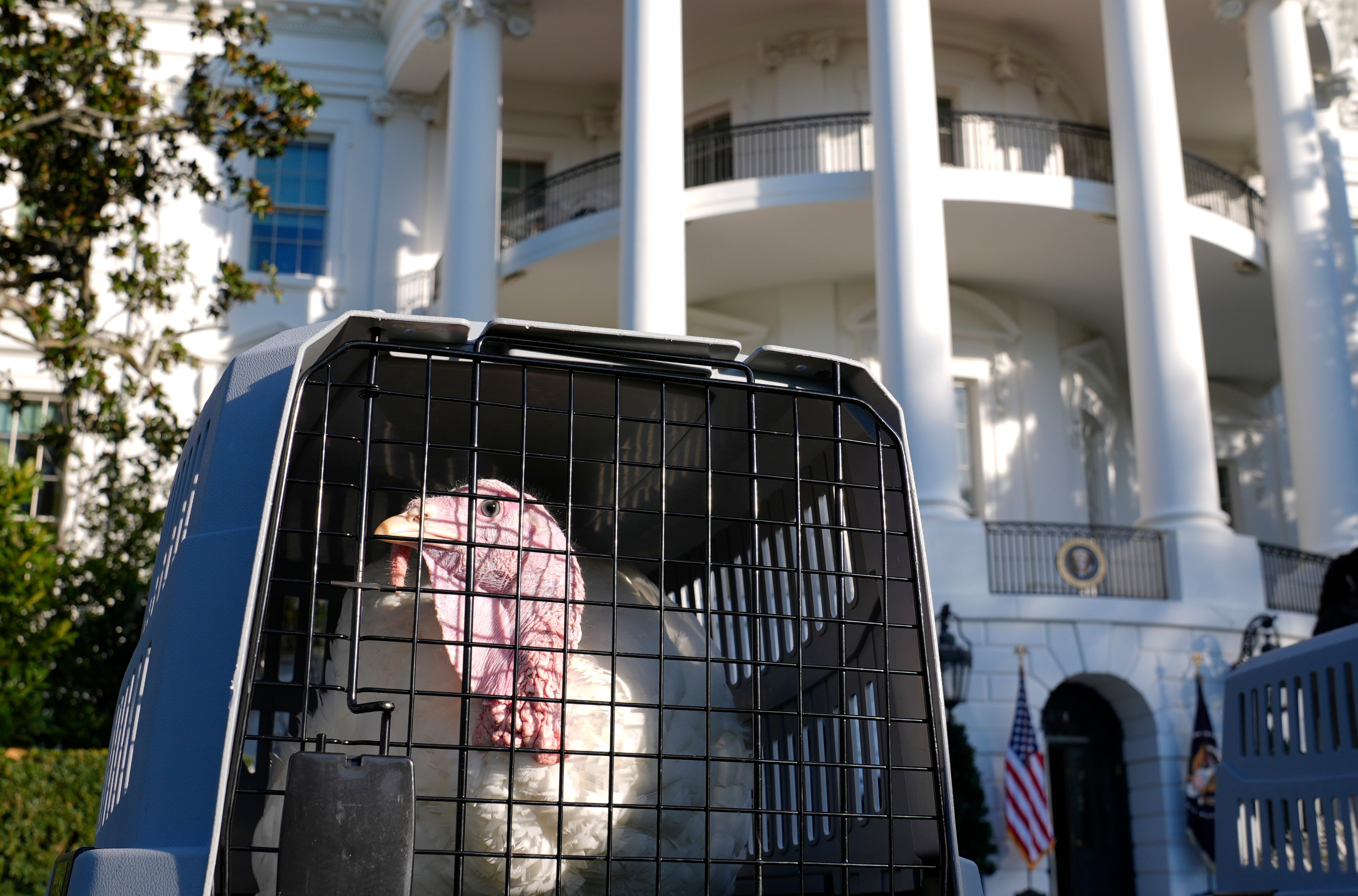 Turkey looks through the bars of a carrier outside the White House