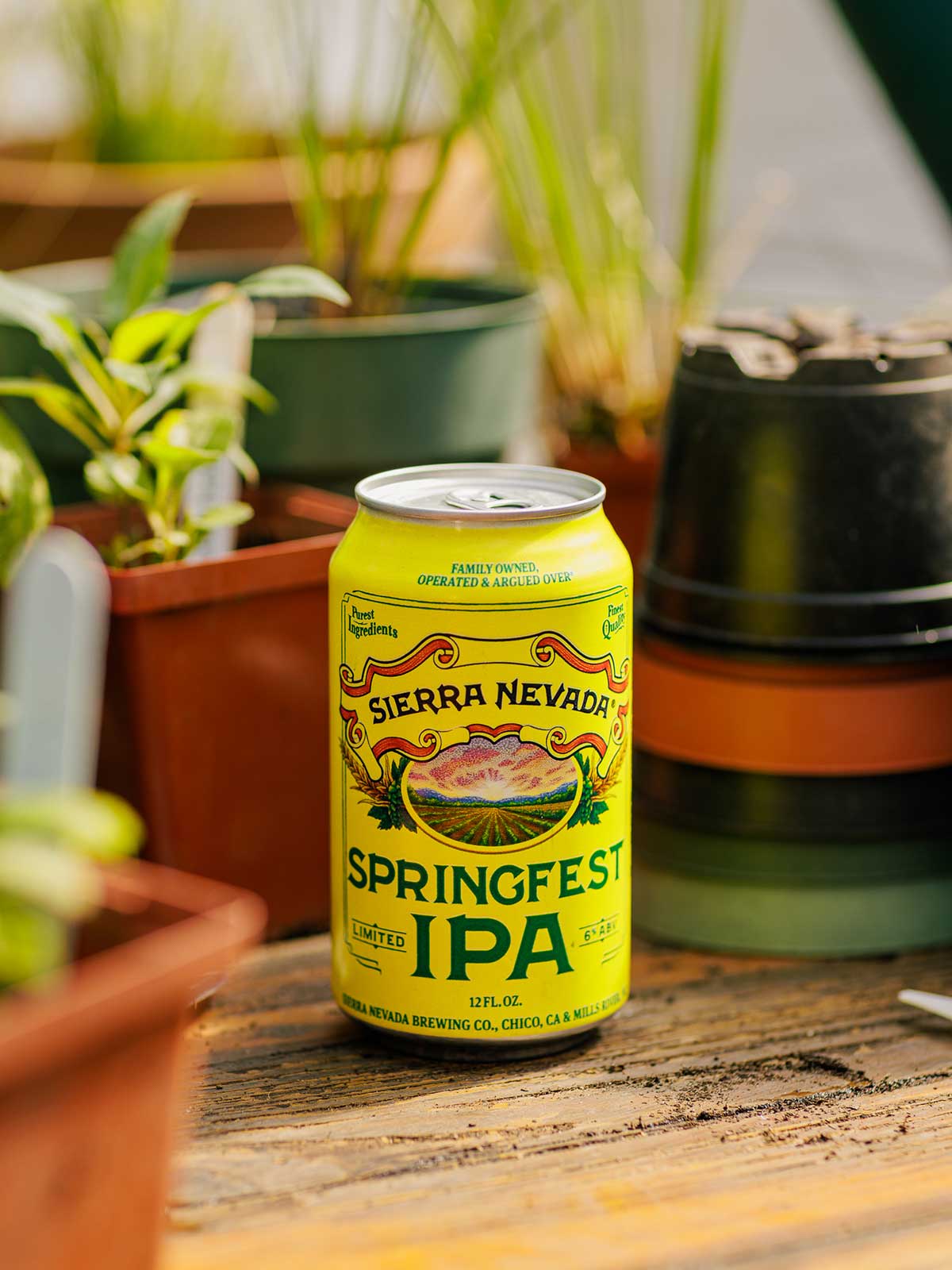 A can of Springfest on a table inside a greenhouse