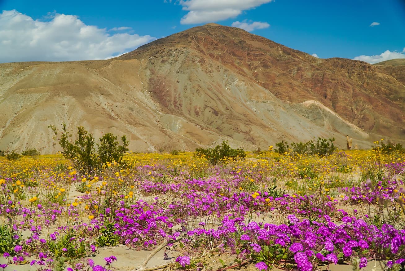 windflowers in joshua tree national park