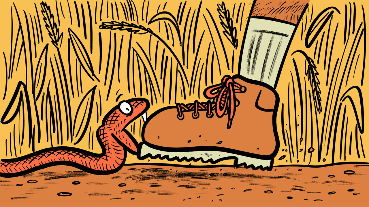 A snake biting a shoe