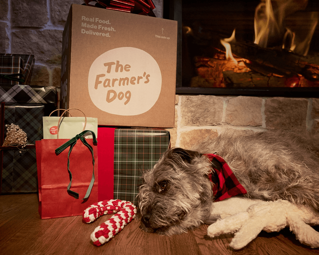 is-a-dog-a-good-gift