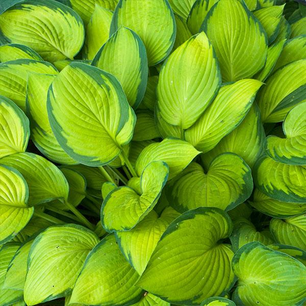 Image of Stained Glass Hosta Plant