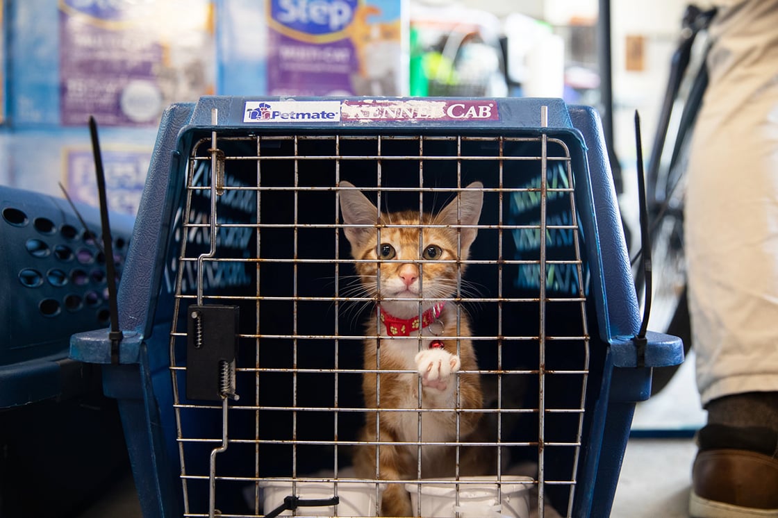 Help pets affected by the Texas floods