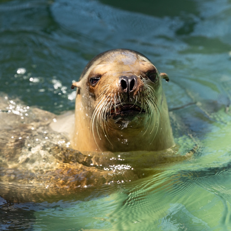 California sea lion Sanddalla
