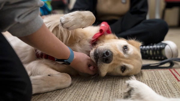 hands petting golden retriever as it lies on floor
