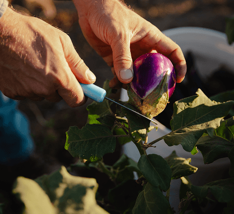 Food for his garden