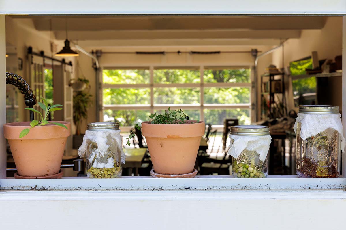 6 steps to growing fresh herbs, crunchy sprouts and a green thumb