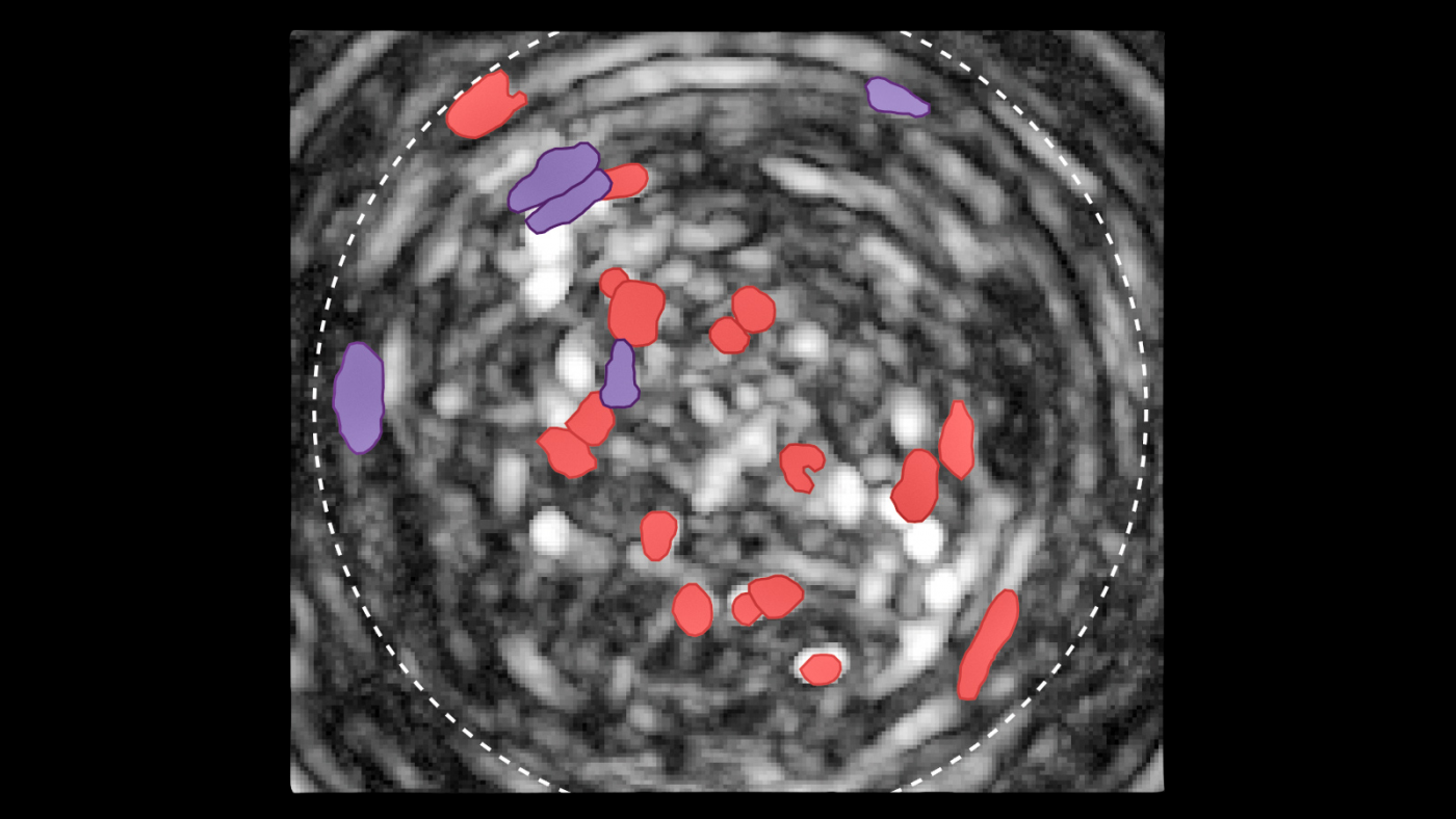 neurons in the bed nucleus of the stria terminalis that selectively respond to sweet (red) or to sodium (purple) to drive sweet or salt consumption, respectively