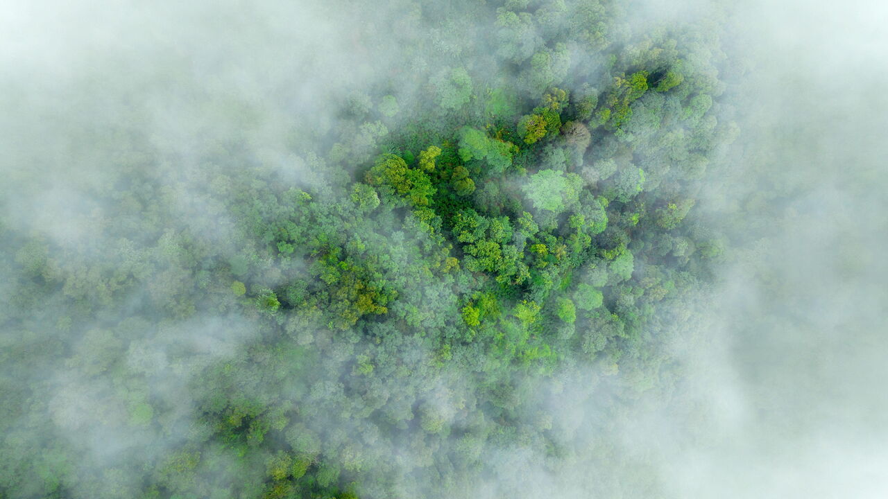 Mist on tropical rainforest mountain, Tropical forests can increase the humidity in air and absorb carbon dioxide from the atmosphere.