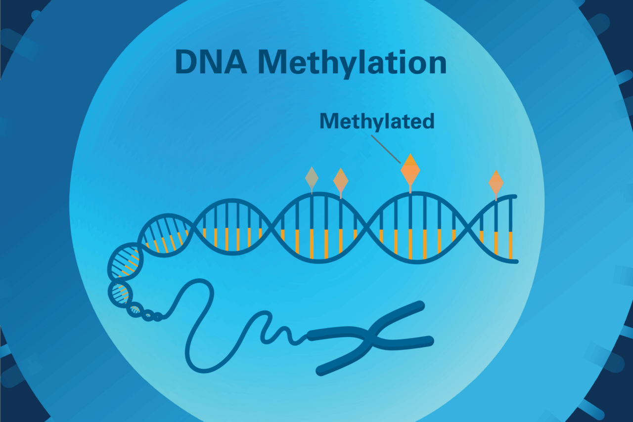 Epigenetic markers on DNA, called DNA methylation (yellow diamonds)