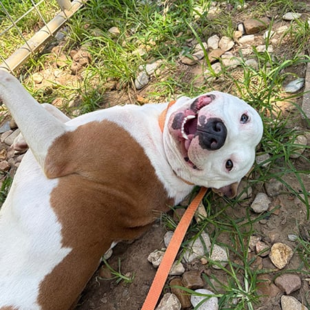 Happy the dog from Best Friends Pet Adoption Center in Salt Lake City