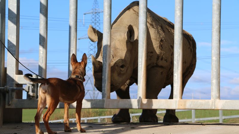 Dog and rhino