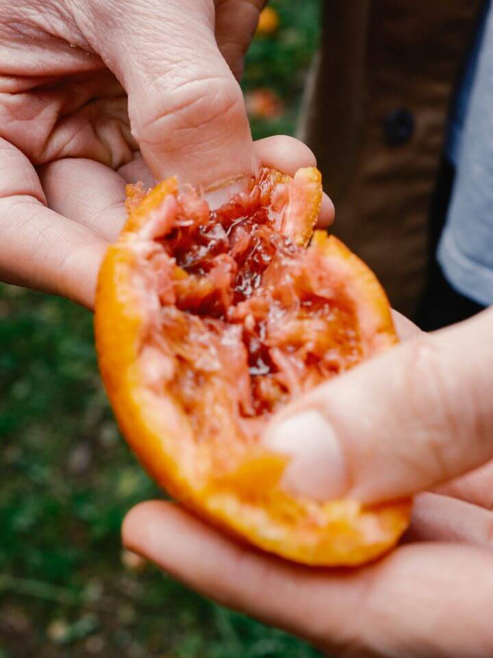 Carmelo's Blood Orange Kombucha