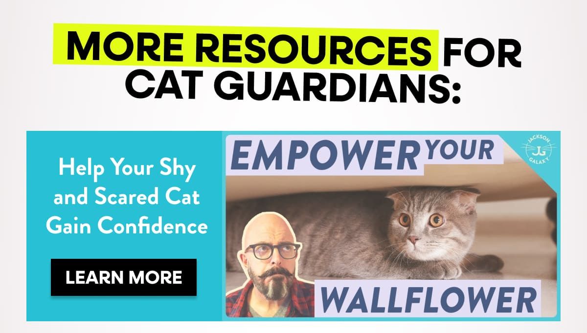 Help Your Shy and Scared Cat Gain Confidence