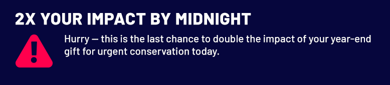 2x Your Impact by Midnight