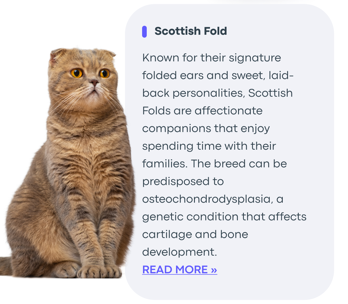 Read More - Scottish Fold