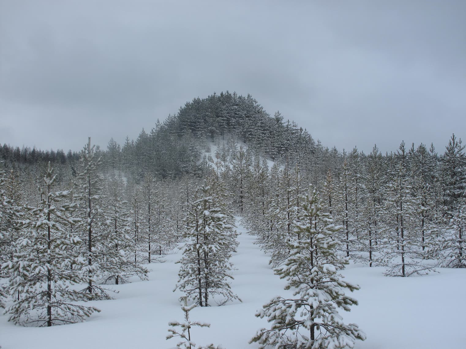 Tree Mountain 
