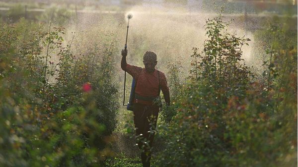 A farmer spray fertilizer in a rose s field, in Prayagraj on Sunday, April 12, 2026. Prayagraj India