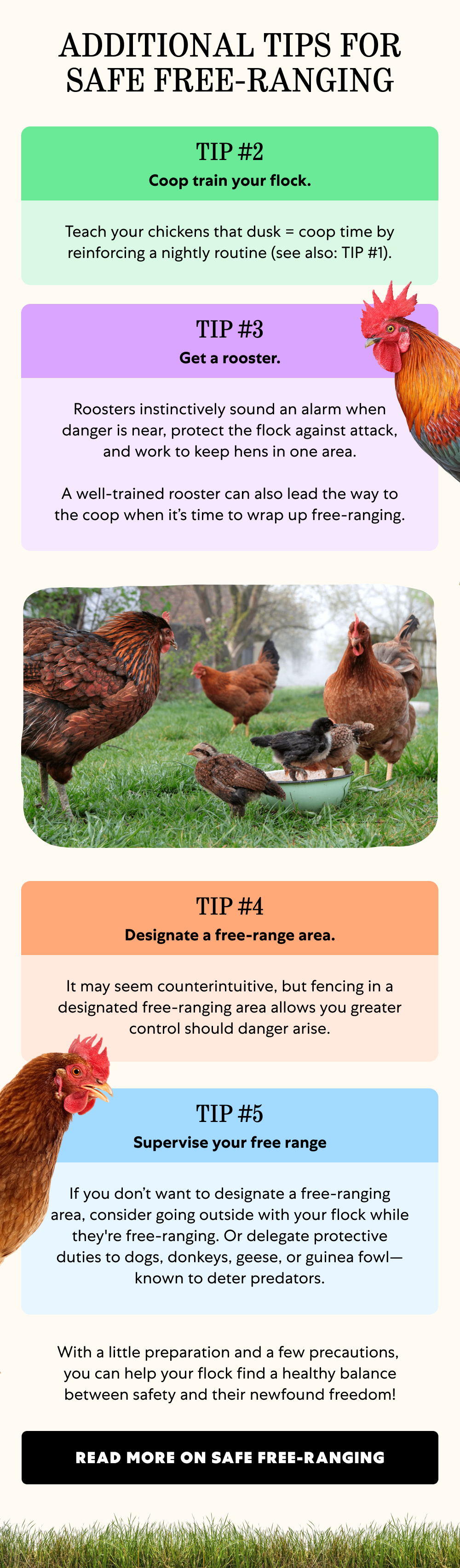 ADDITIONAL TIPS FOR SAFE FREE-RANGING TIP #2 Coop train your flock. Teach your chickens that dusk = coop time by reinforcing a nightly routine (see also: TIP #1). TIP #3 Get a rooster. Roosters instinctively sound an alarm when danger is near, protect the flock against attack, and work to keep hens in one area.  A well-trained rooster can also lead the way to the coop when it’s time to wrap up free-ranging. TIP #4 Designate a free-range area. It may seem counterintuitive, but fencing in a designated free-ranging area allows you greater control should danger arise. TIP #5 Supervise your free range If you don’t want to designate a free-ranging area, consider going outside with your flock while they're free-ranging. Or delegate protective duties to dogs, donkeys, geese, or guinea fowl—known to deter predators. With a little preparation and a few precautions,  you can help your flock find a healthy balance between safety and their newfound freedom! Read More on Safe Free-Ranging