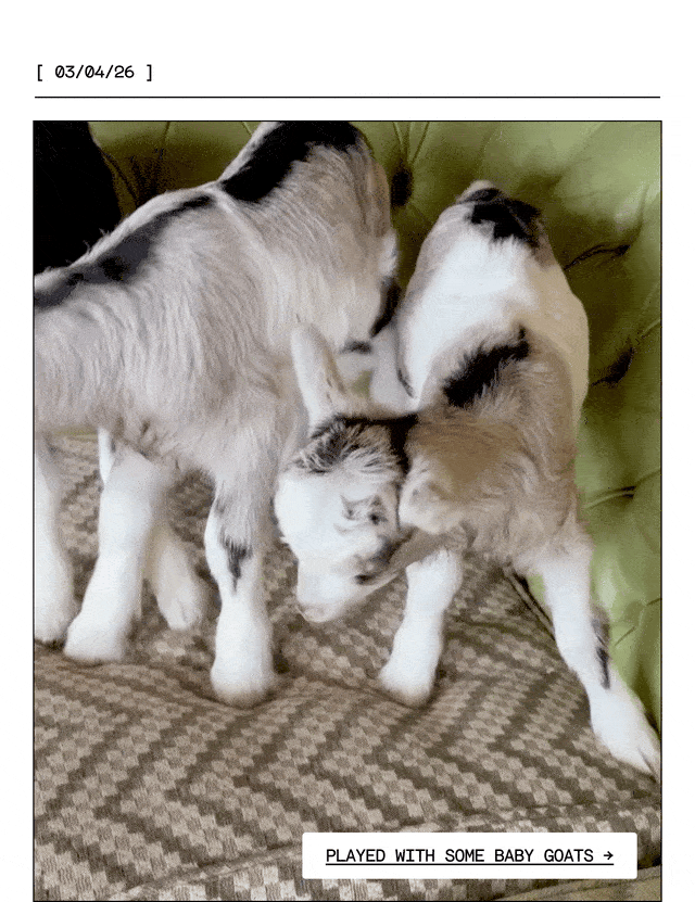 Baby Goats