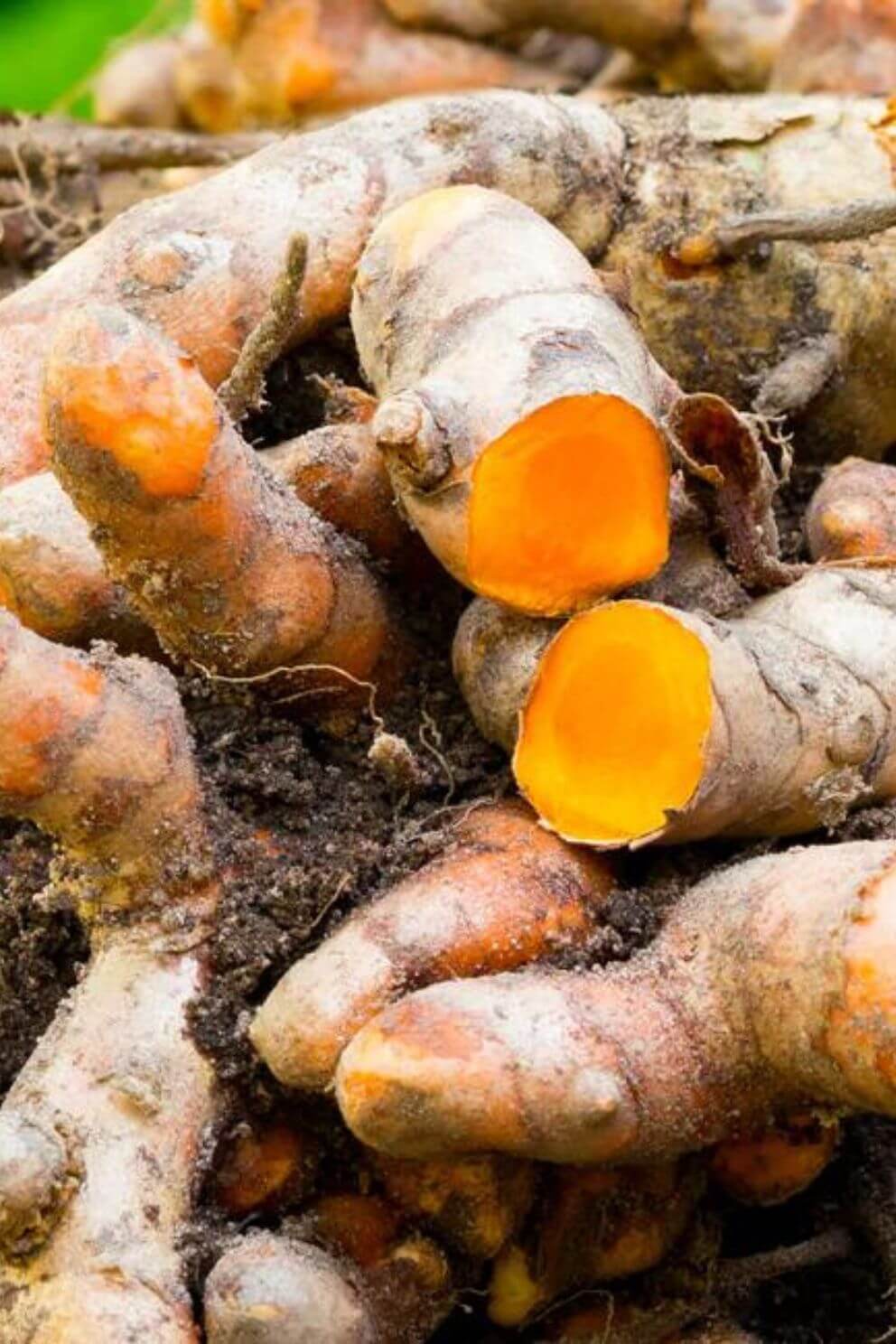Wild turmeric root
