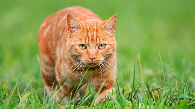 Orange cat