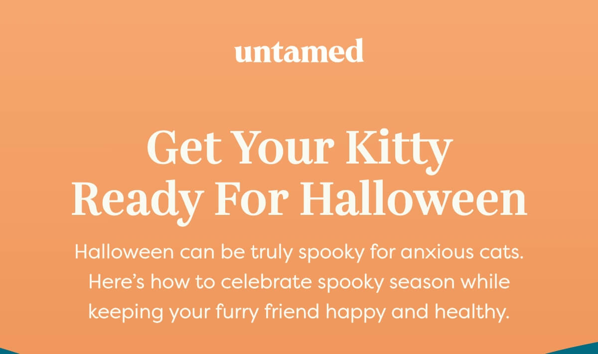 Get your kitty ready for Halloween