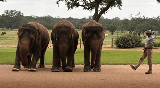 elephants in a line forced to perform tricks