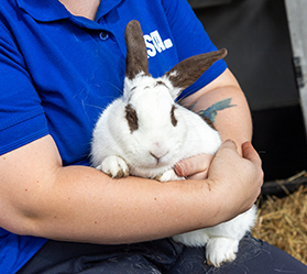 Image of a white rabbit with black patches being held by an RSPCA member of staff