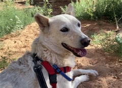 A white dog named Elbe takes a break on a hike