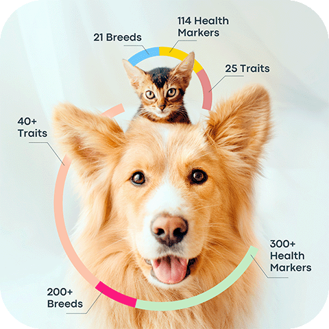 Make the carrier less scary by exposing it to your kitty regularly.