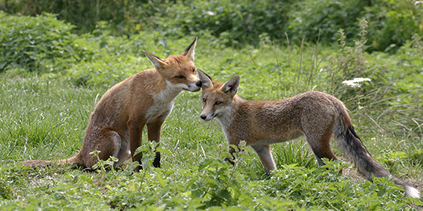 Two foxes amongst long green grass and nettle are touching heads with each other