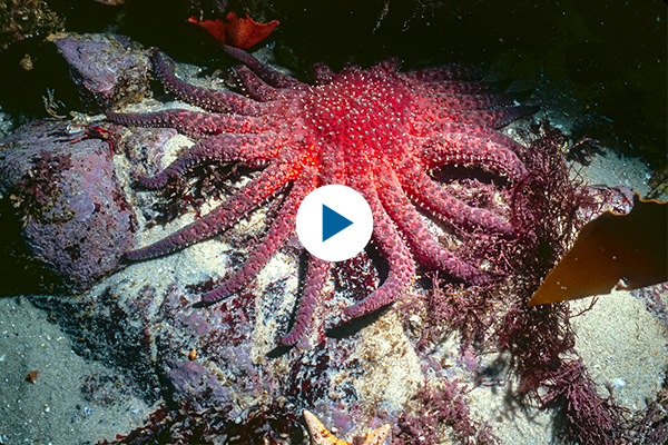 A large dark red sunflower sea star with 20 arms moves along a rocky reef. A blue play button take you to a video about sunflower sea stars on YouTube