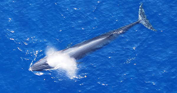 Whale cresting in the Gulf of Mexico