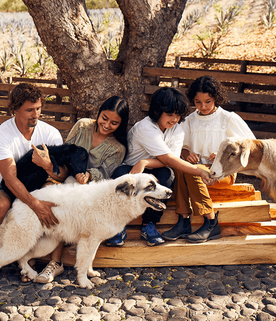 A family of four sitting down, petting two dogs and a sheep on the farm.