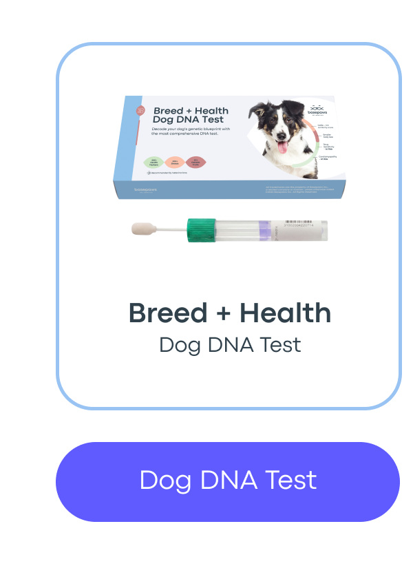 Dog DNA Test