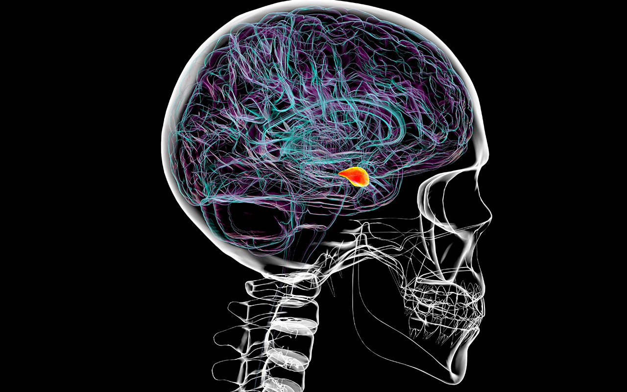 An illustration of a skeleton and brain