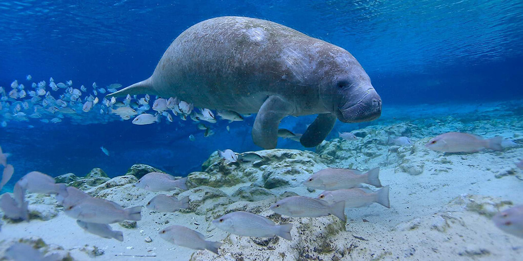 A manatee swims above a school of fish.