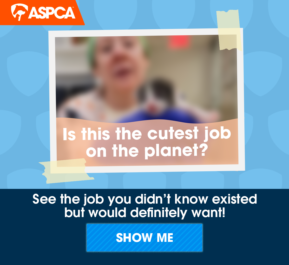 Kitten Specialist Video