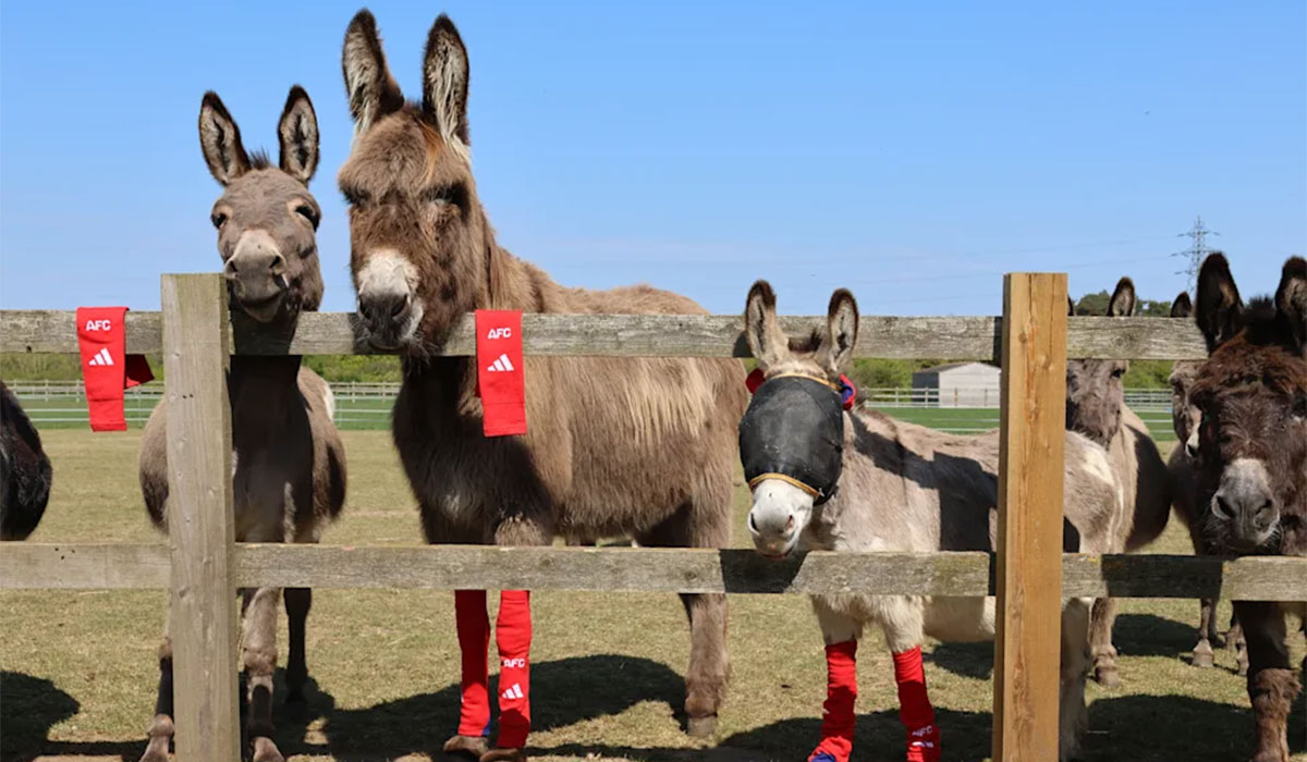Four donkeys look over the fence line.